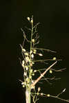 Lindheimer panicgrass